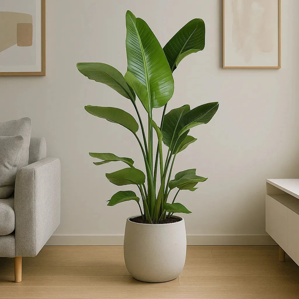 Strelitzia Nicolai - View 18 from www redcrocus com