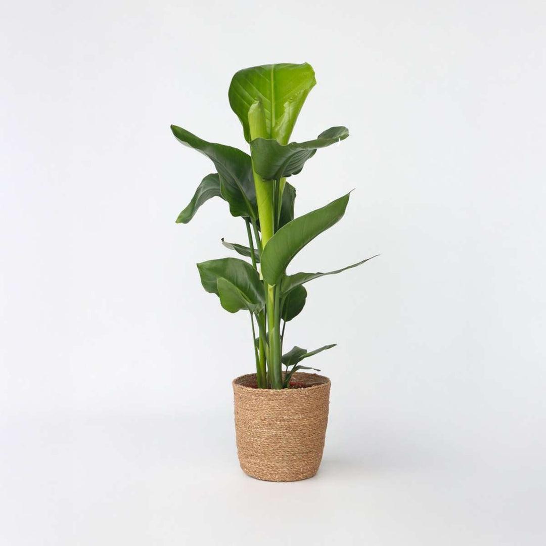 Strelitzia Nicolai - View 19 from www redcrocus com
