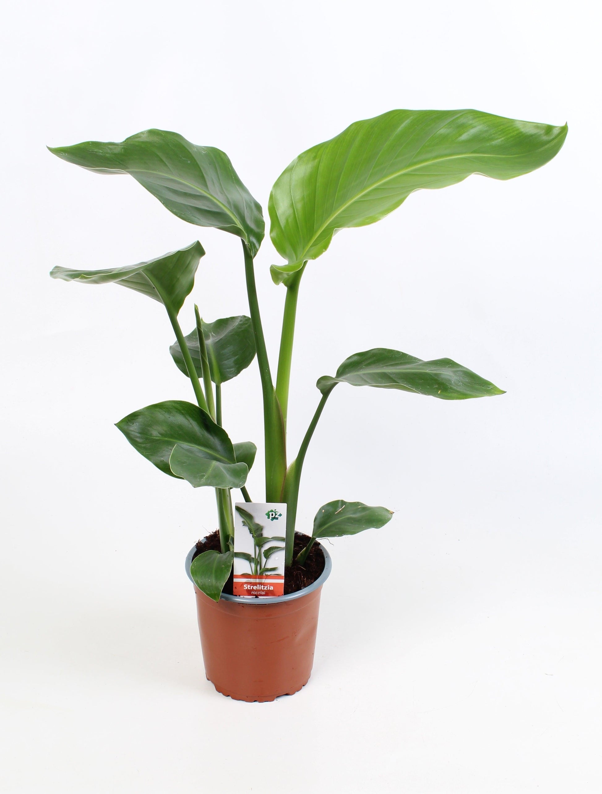Strelitzia Nicolai - View 20 from www redcrocus com