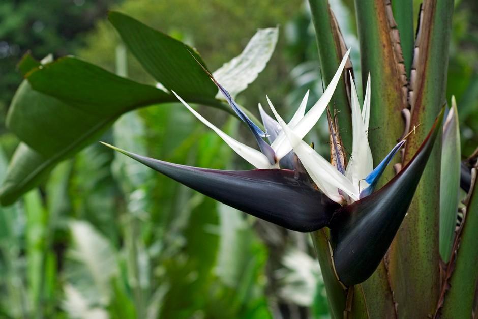 Strelitzia Nicolai - View 23 from www redcrocus com