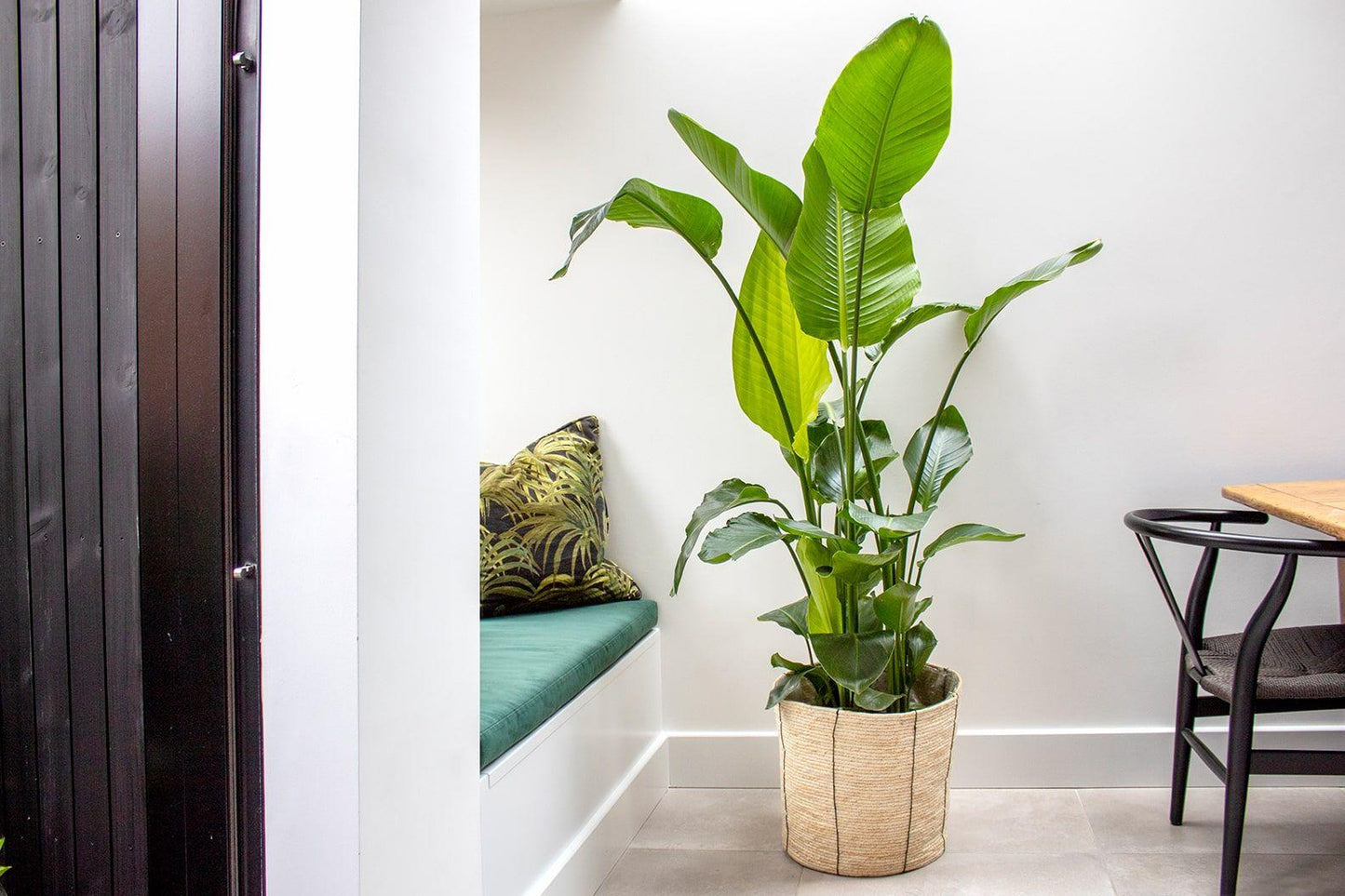 Strelitzia Nicolai - View 25 from www redcrocus com