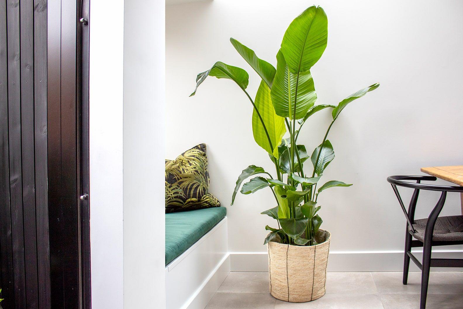 Strelitzia Nicolai - View 25 from www redcrocus com