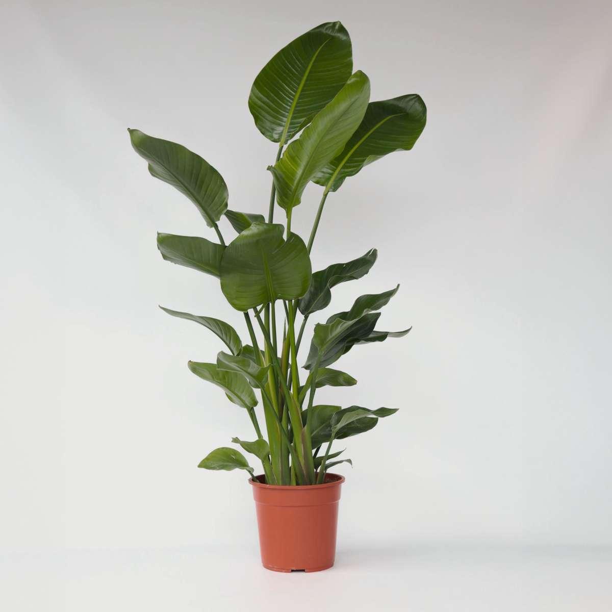 Strelitzia Nicolai - View 27 from www redcrocus com