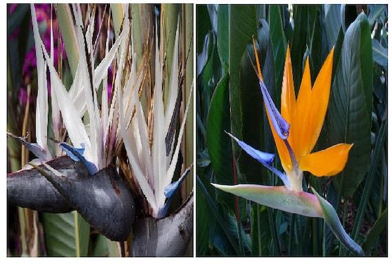 Strelitzia Nicolai - View 29 from www redcrocus com