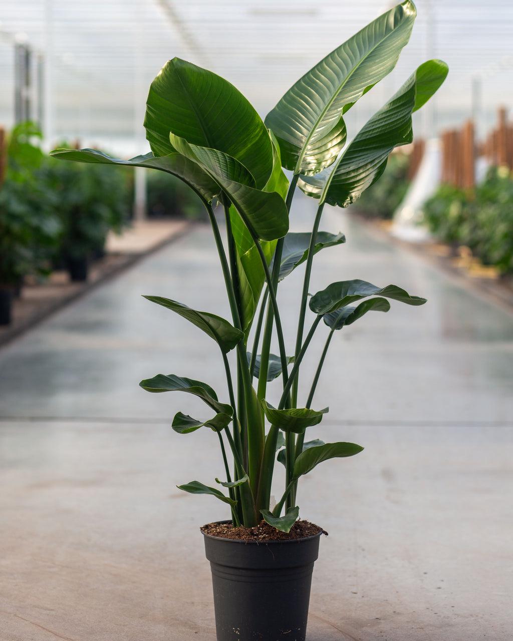 Strelitzia Nicolai - View 2 from www redcrocus com