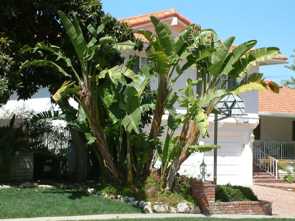Strelitzia Nicolai - View 30 from www redcrocus com