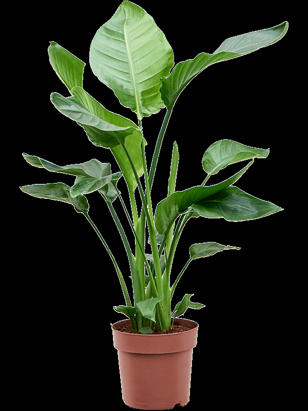 Strelitzia Nicolai - View 31 from www redcrocus com