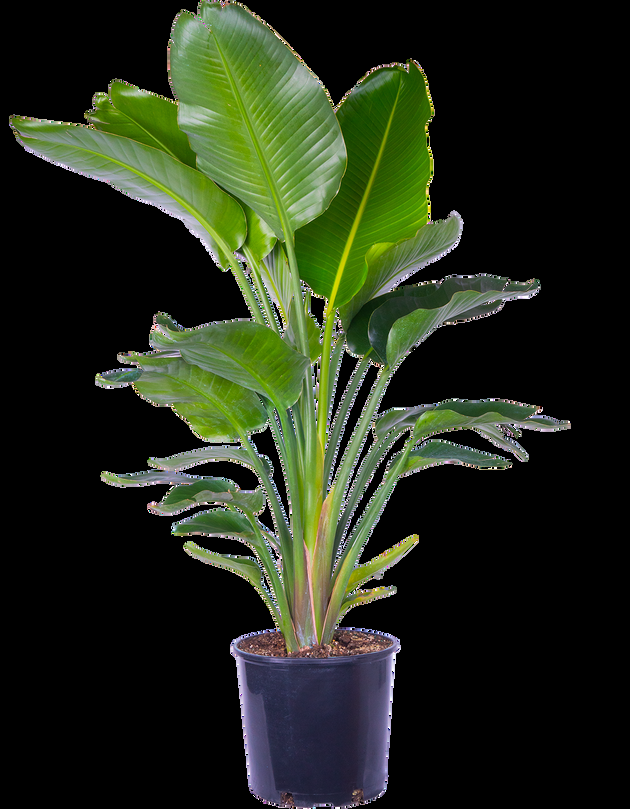 Strelitzia Nicolai - View 32 from www redcrocus com
