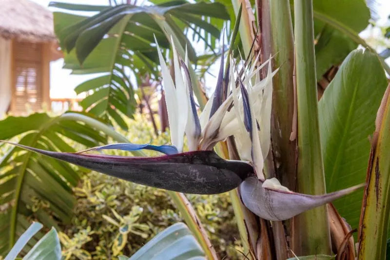 Strelitzia Nicolai - View 33 from www redcrocus com