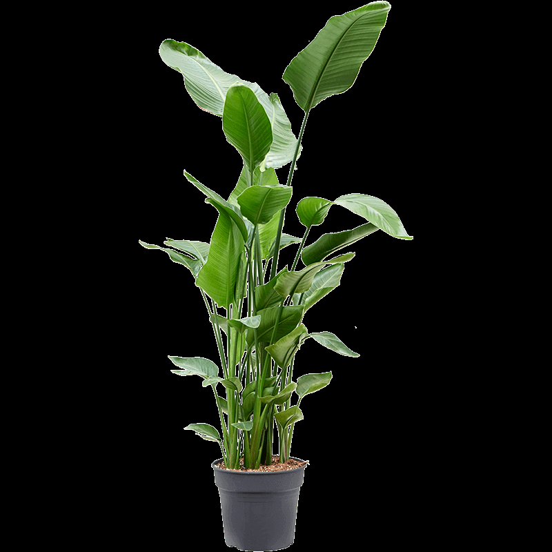 Strelitzia Nicolai - View 35 from www redcrocus com