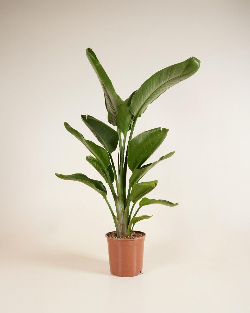 Strelitzia Nicolai - View 36 from www redcrocus com