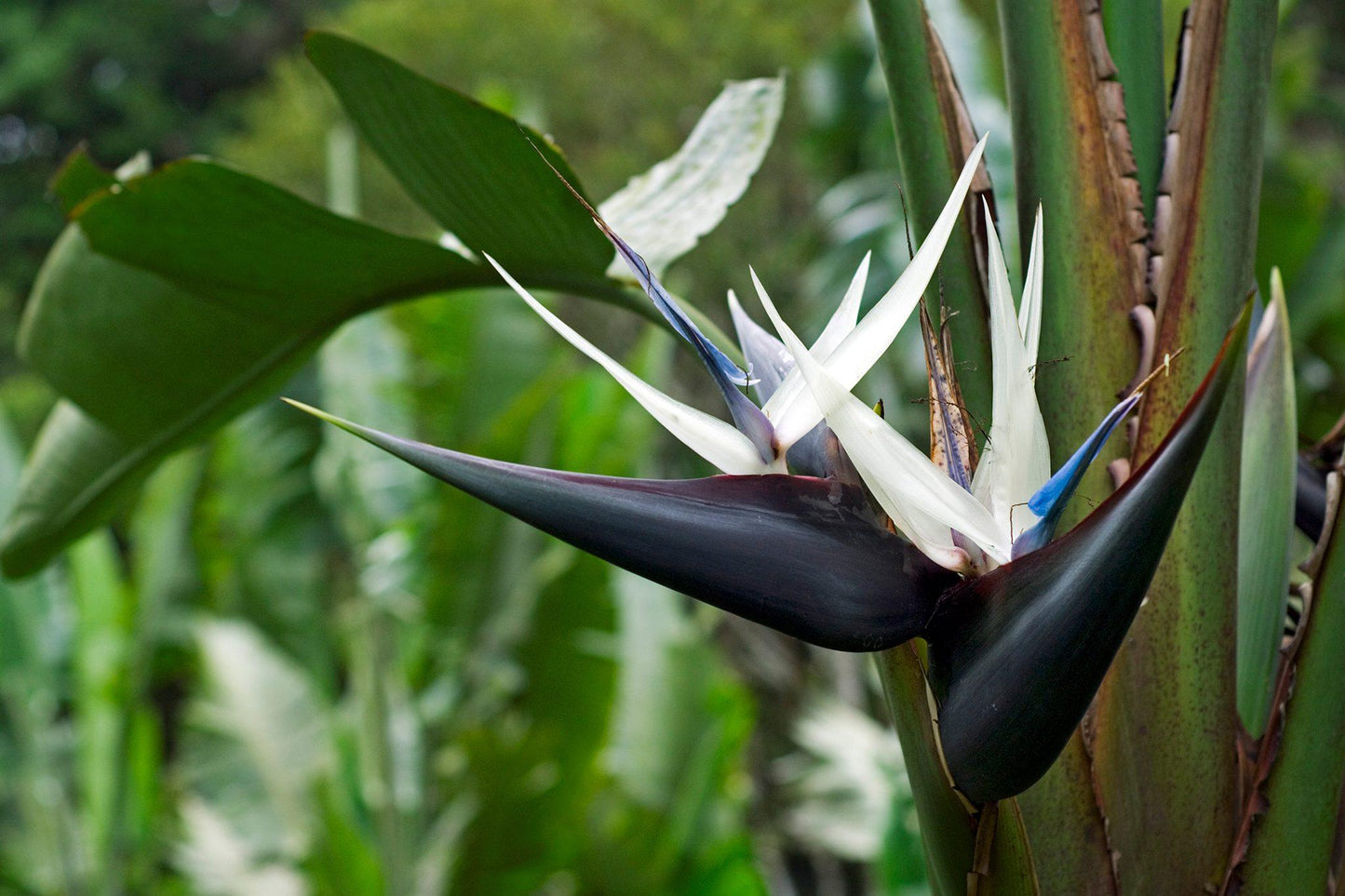 Strelitzia Nicolai - View 4 from www redcrocus com