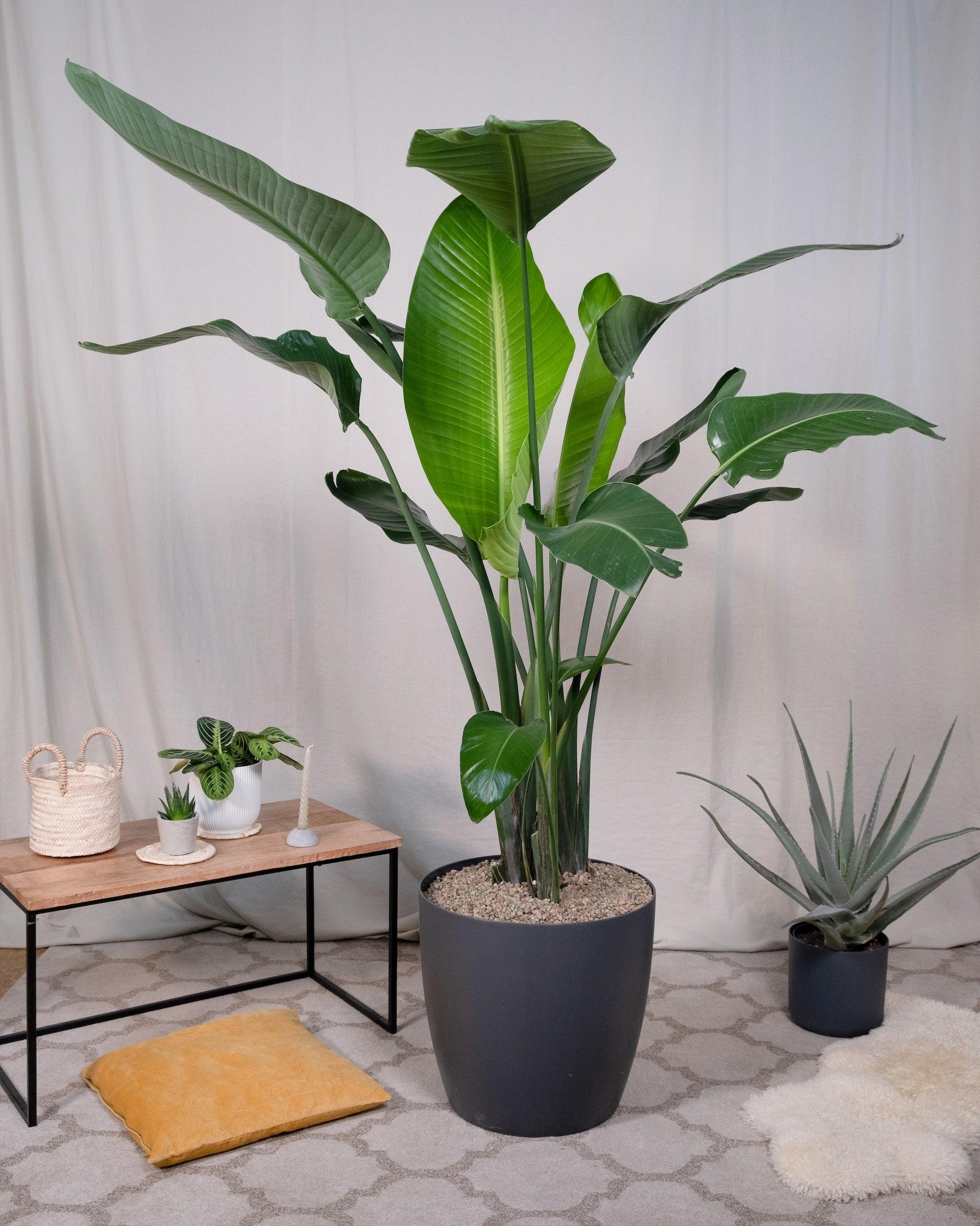 Strelitzia Nicolai - View 6 from www redcrocus com