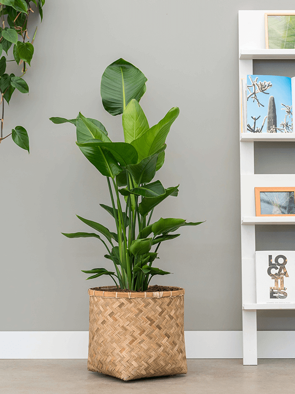 Strelitzia Nicolai - View 7 from www redcrocus com