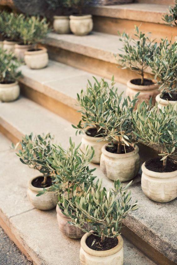 Olea Europaea, Patio Tree, Assorted - View 10 from www redcrocus com