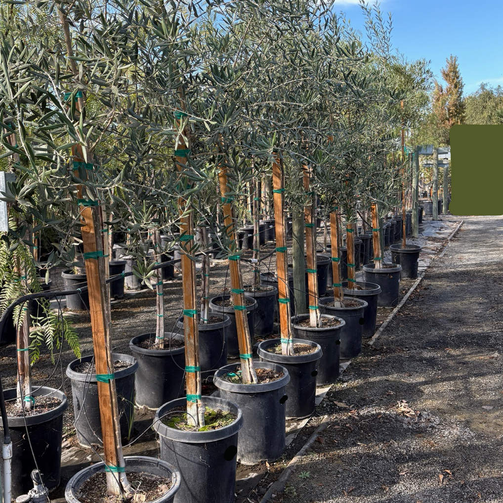 Olea Europaea, Patio Tree, Assorted - View 11 from www redcrocus com