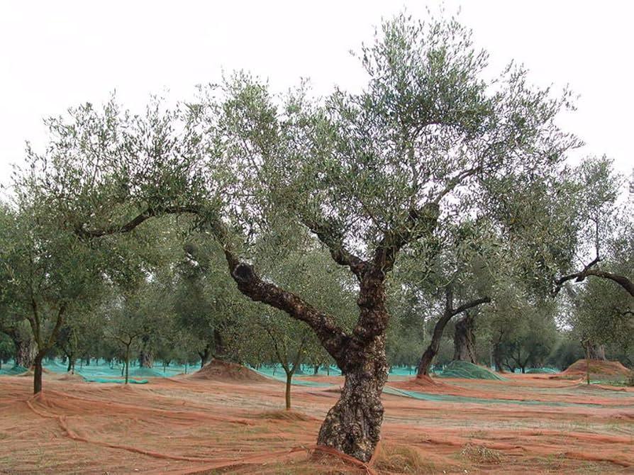 Olea Europaea, Patio Tree, Assorted - View 18 from www redcrocus com