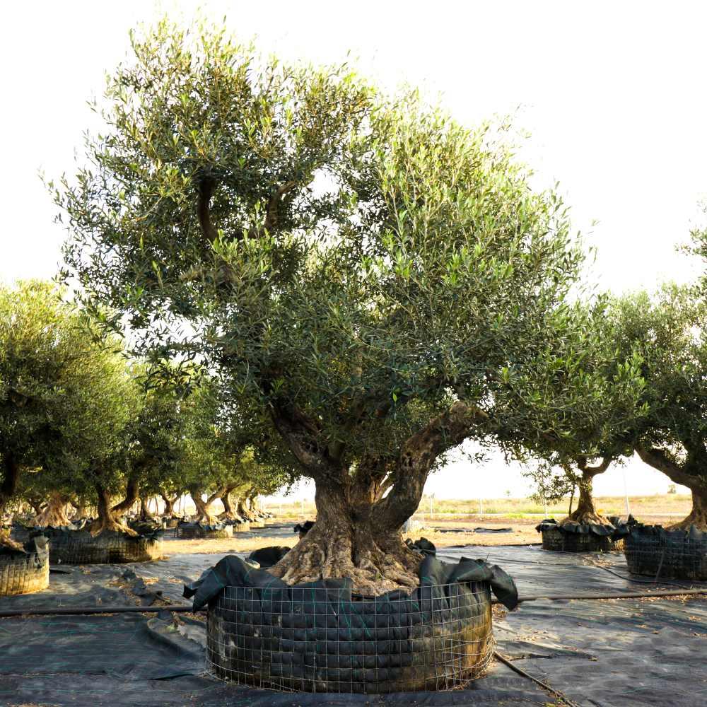 Olea Europaea, Patio Tree, Assorted - View 1 from www redcrocus com
