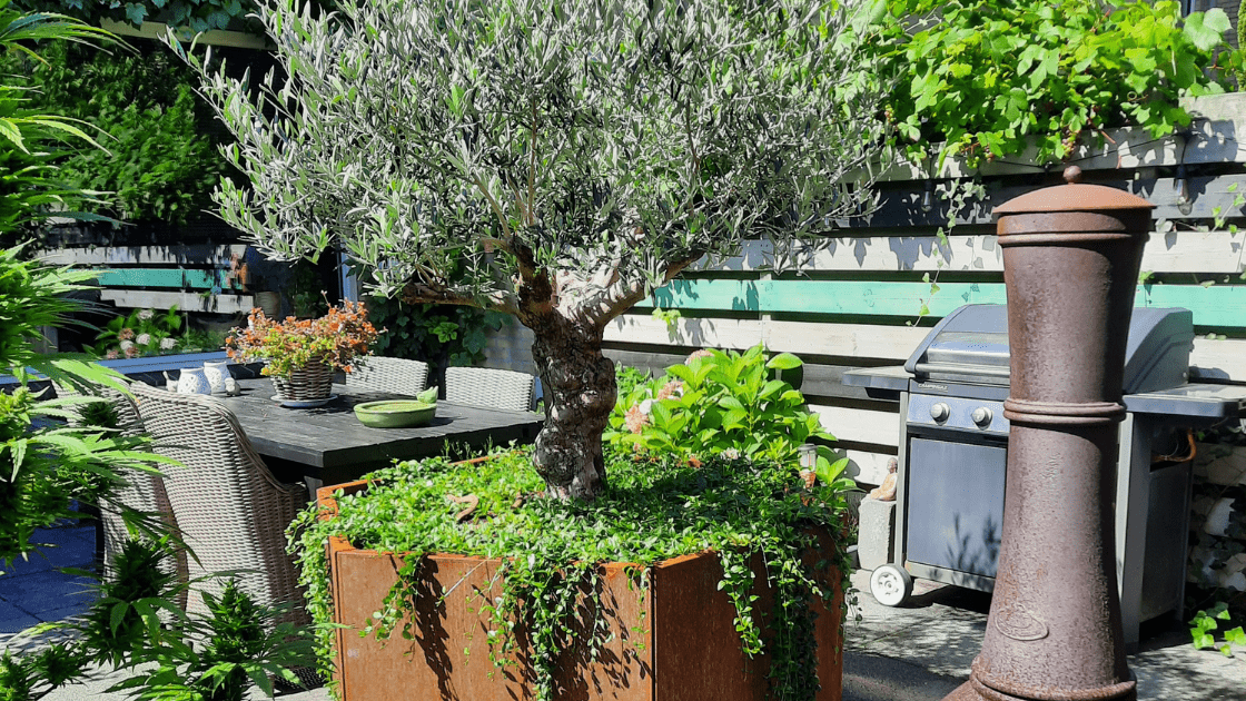 Olea Europaea, Patio Tree, Assorted - View 22 from www redcrocus com