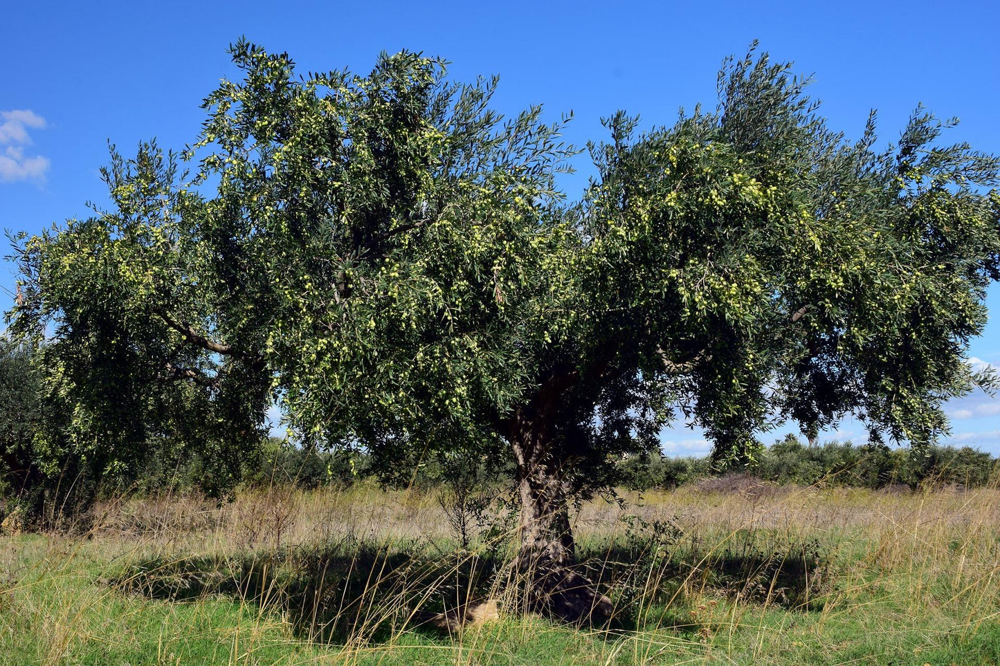 Olea Europaea, Patio Tree, Assorted - View 5 from www redcrocus com