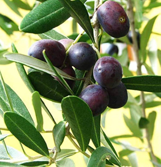Olea Europaea, Patio Tree, Assorted - View 9 from www redcrocus com