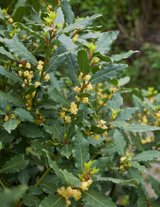 Laurus Nobilis - View 10 from www redcrocus com