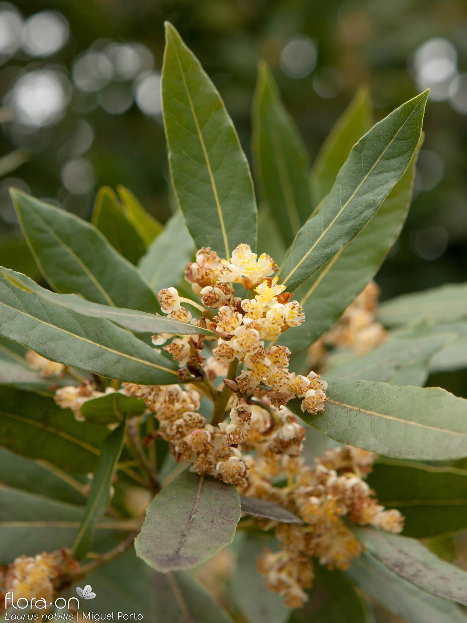 Laurus Nobilis - View 13 from www redcrocus com