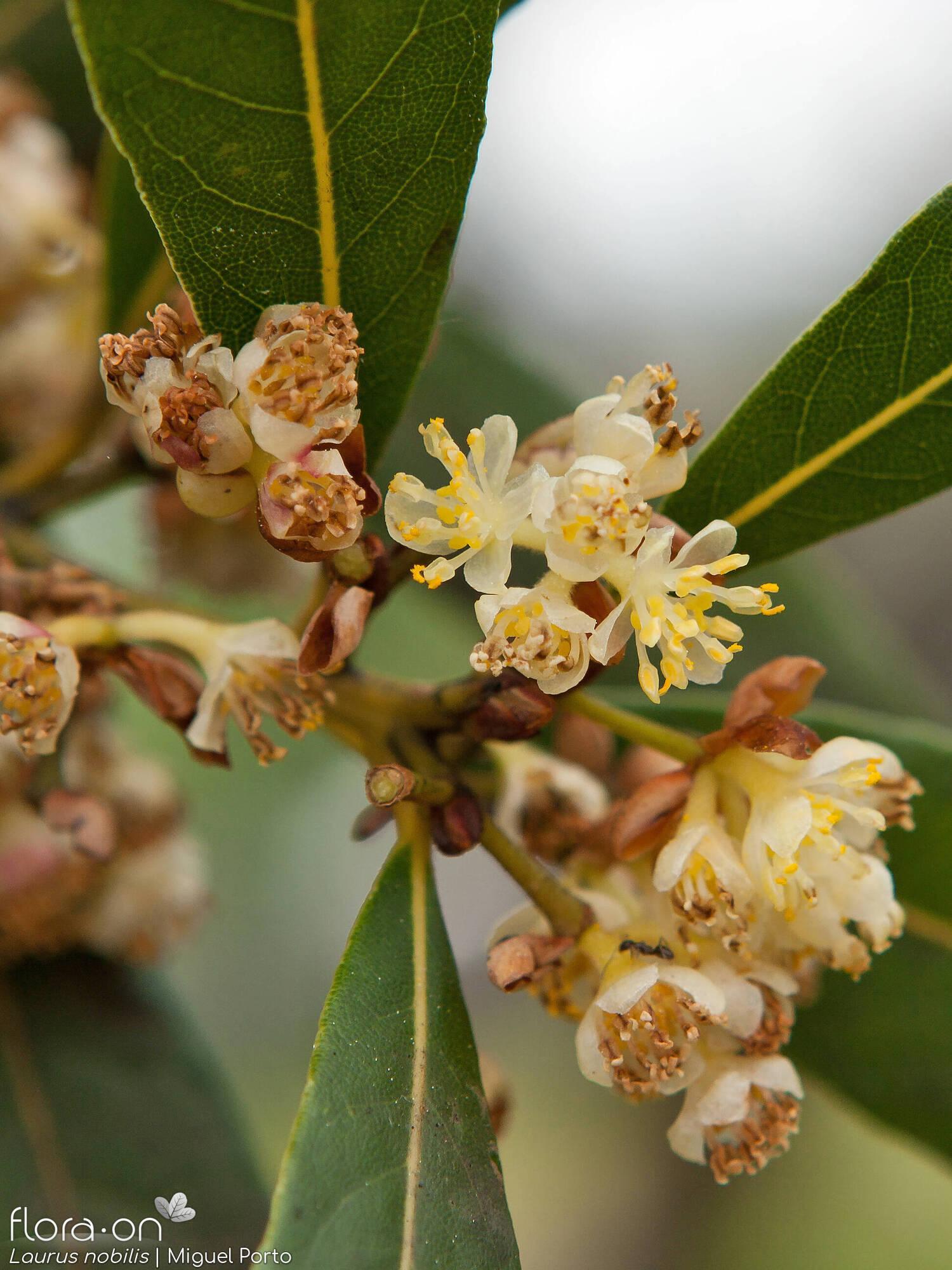 Laurus Nobilis - View 15 from www redcrocus com