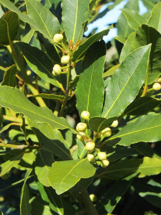 Laurus Nobilis - View 1 from www redcrocus com