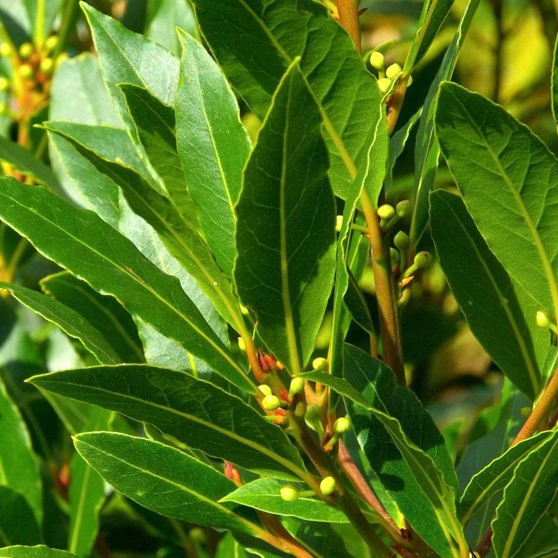 Laurus Nobilis - View 8 from www redcrocus com