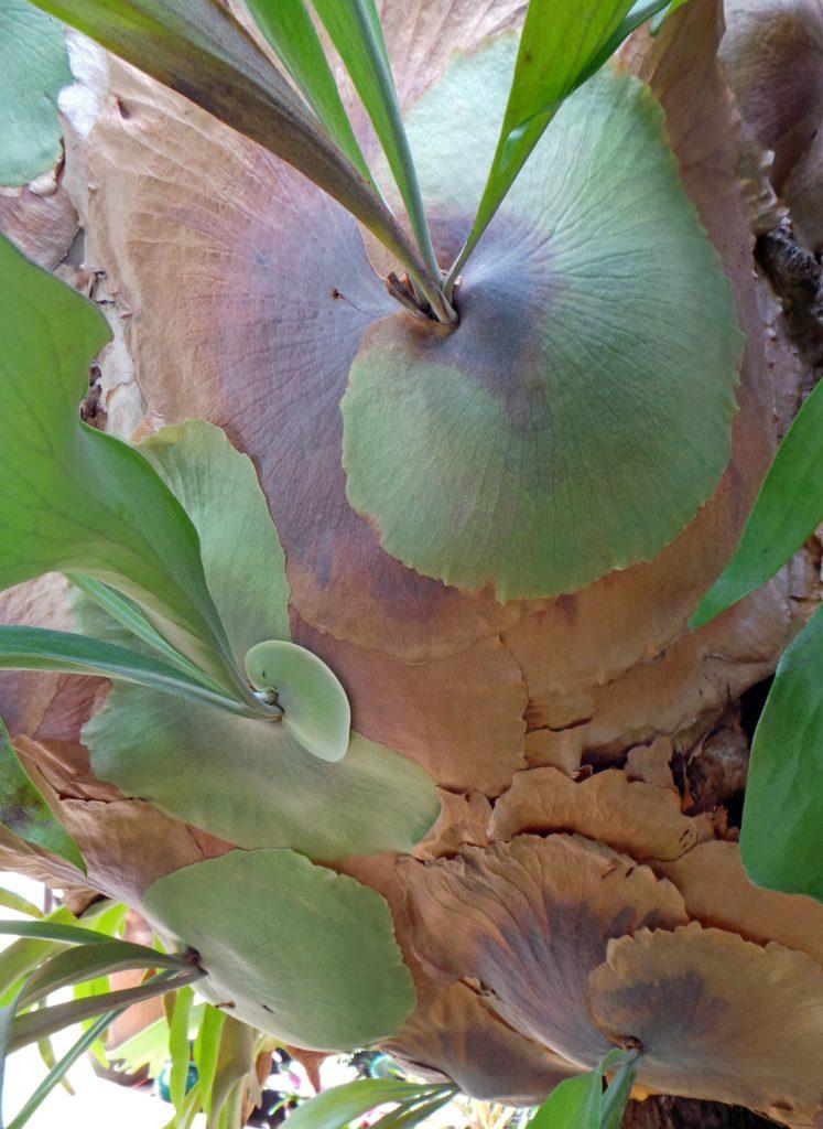 Fern Platycerium Assorted - View 13 from www redcrocus com