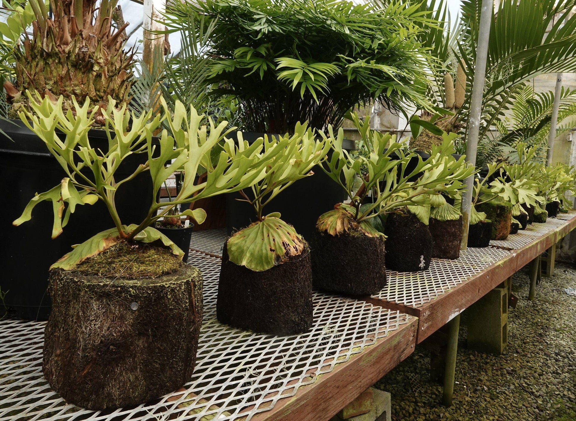 Fern Platycerium Assorted - View 17 from www redcrocus com