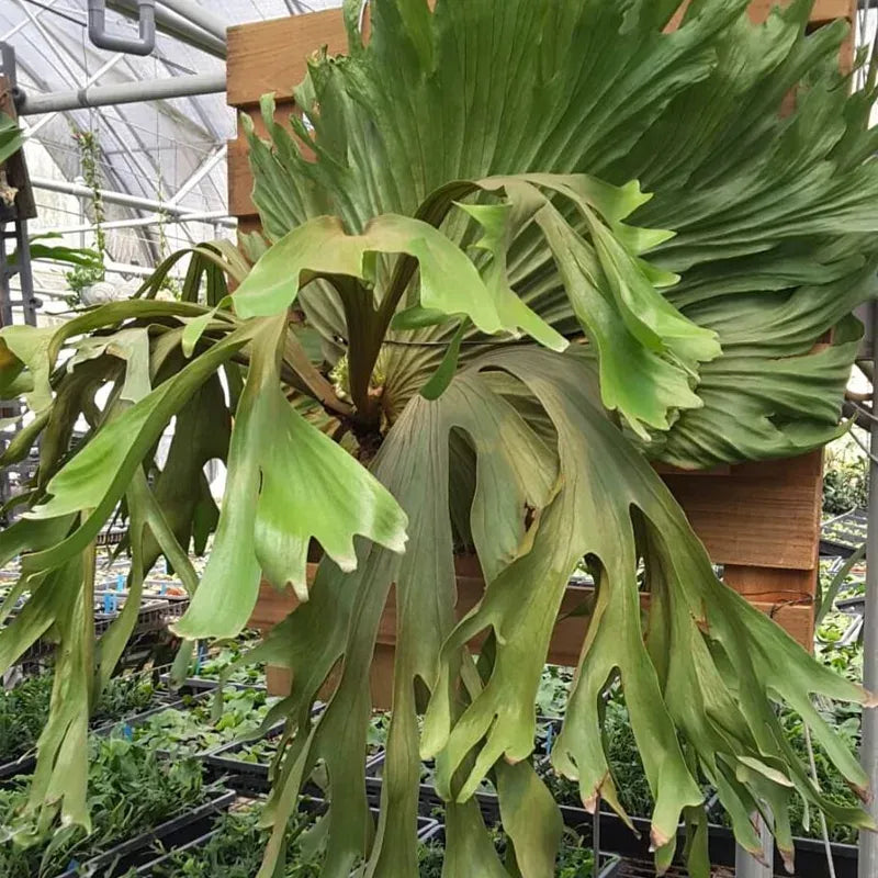 Fern Platycerium Assorted - View 2 from www redcrocus com