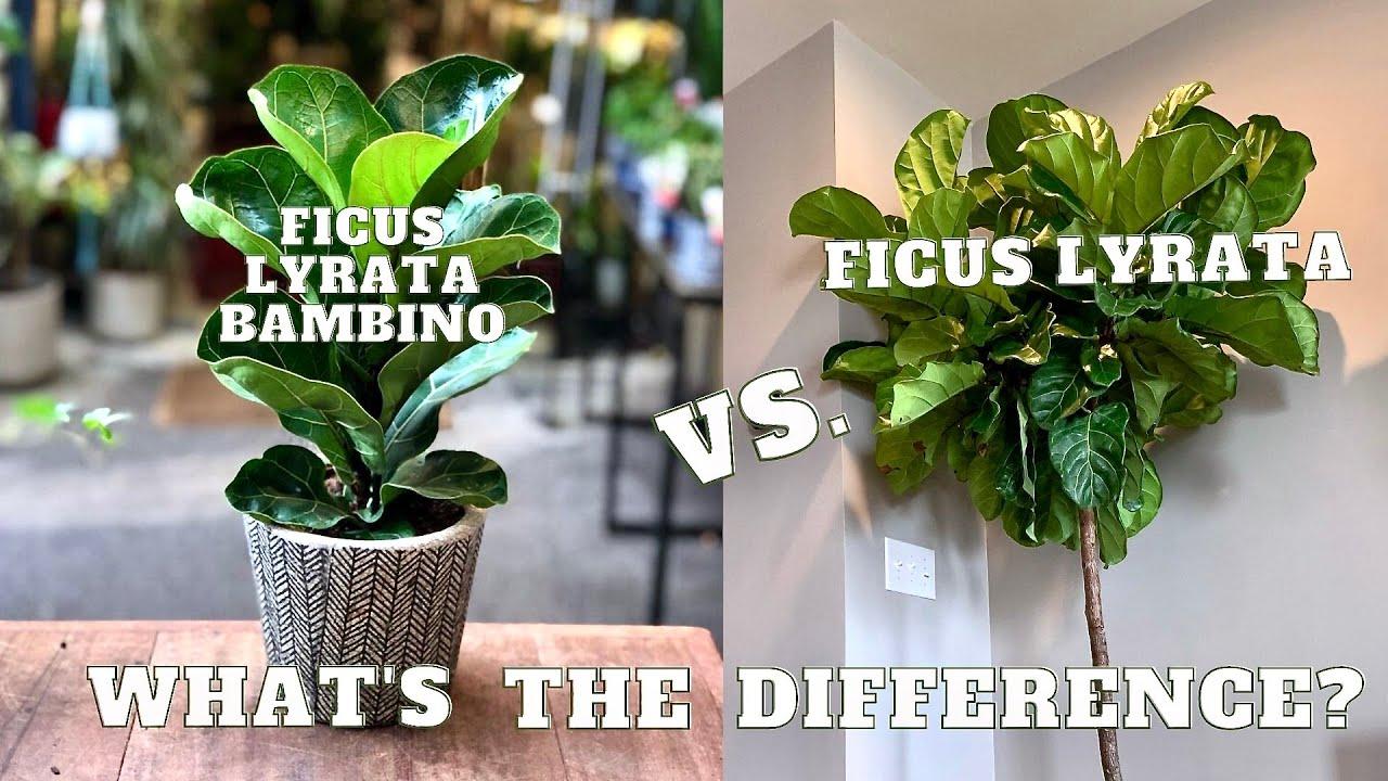 Ficus Lyrata 'bambino' - View 10 from www redcrocus com