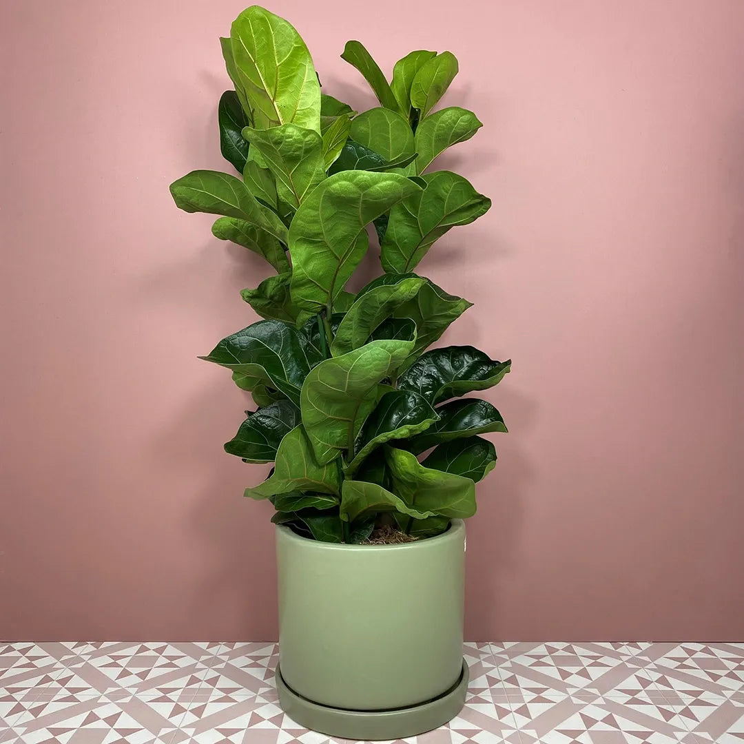 Ficus Lyrata 'bambino' - View 11 from www redcrocus com