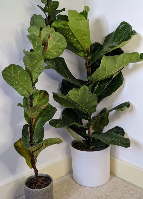 Ficus Lyrata 'bambino' - View 14 from www redcrocus com