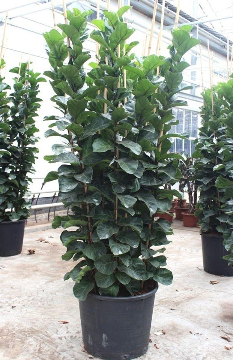 Ficus Lyrata 'bambino' - View 15 from www redcrocus com