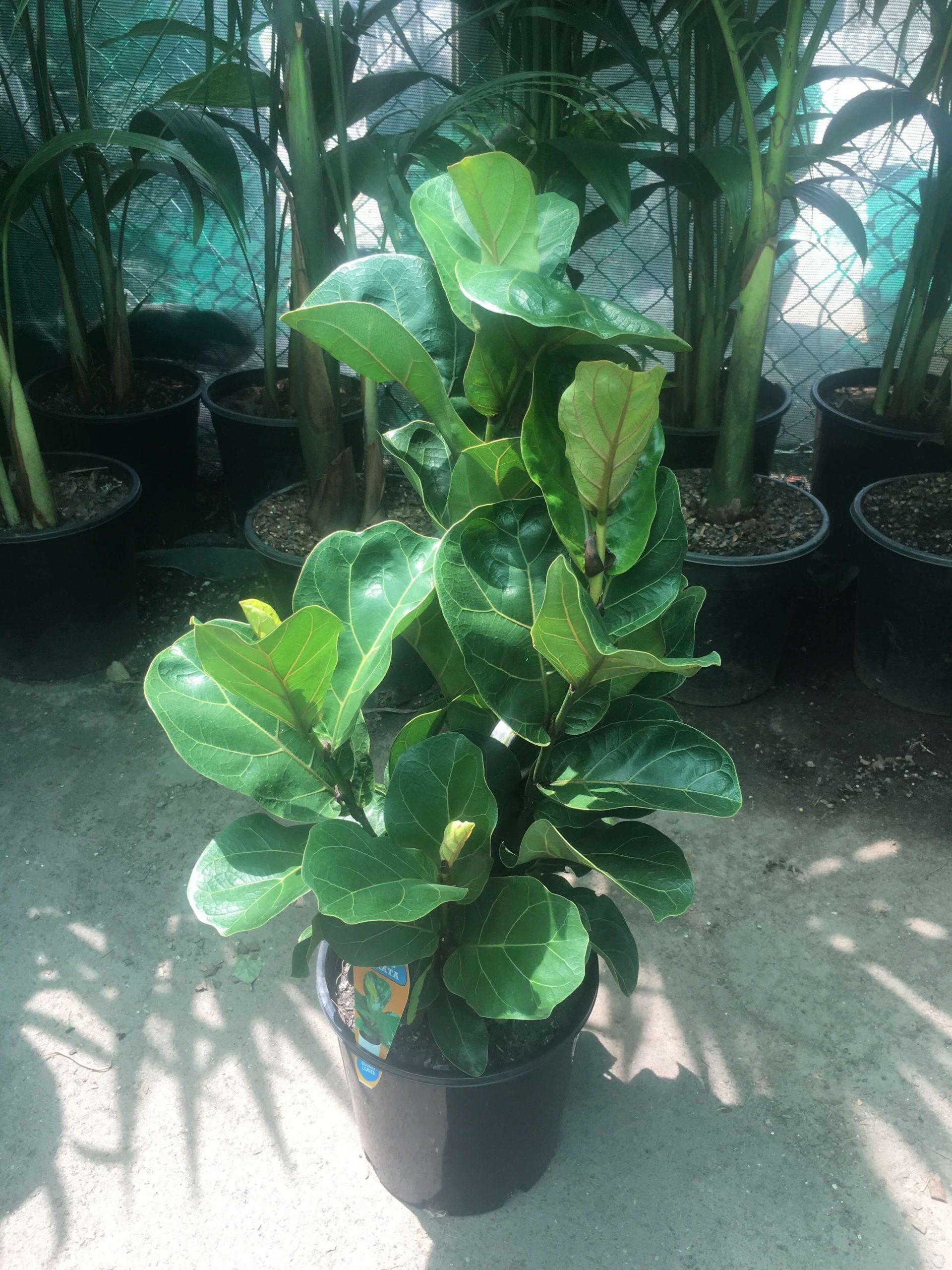 Ficus Lyrata 'bambino' - View 16 from www redcrocus com