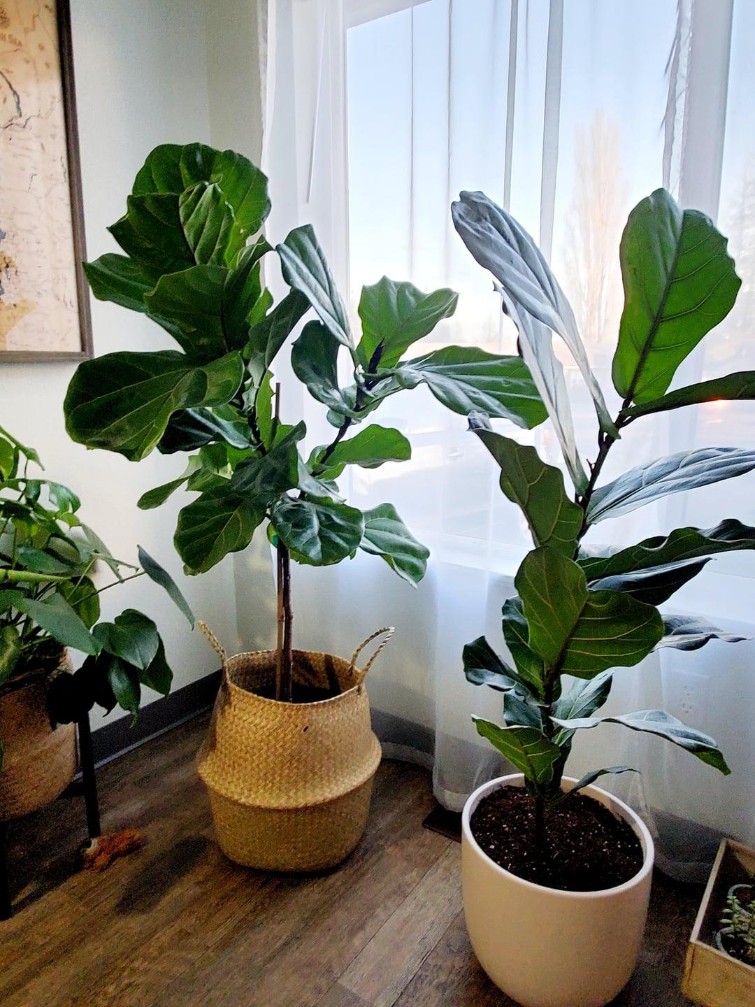 Ficus Lyrata 'bambino' - View 17 from www redcrocus com