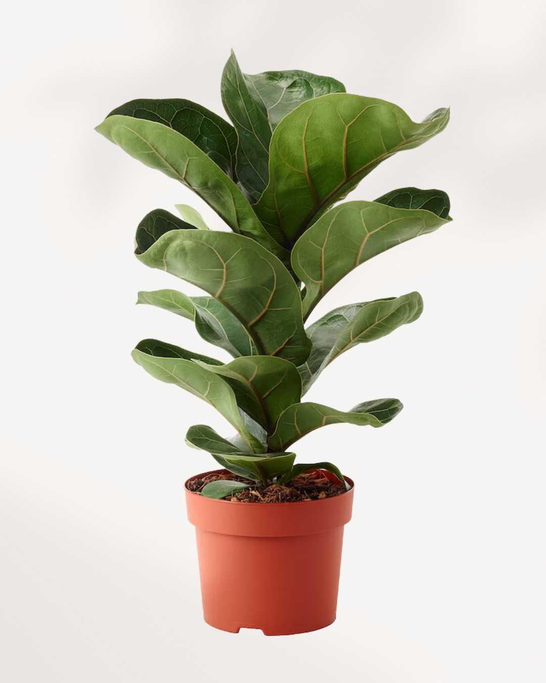 Ficus Lyrata 'bambino' - View 18 from www redcrocus com