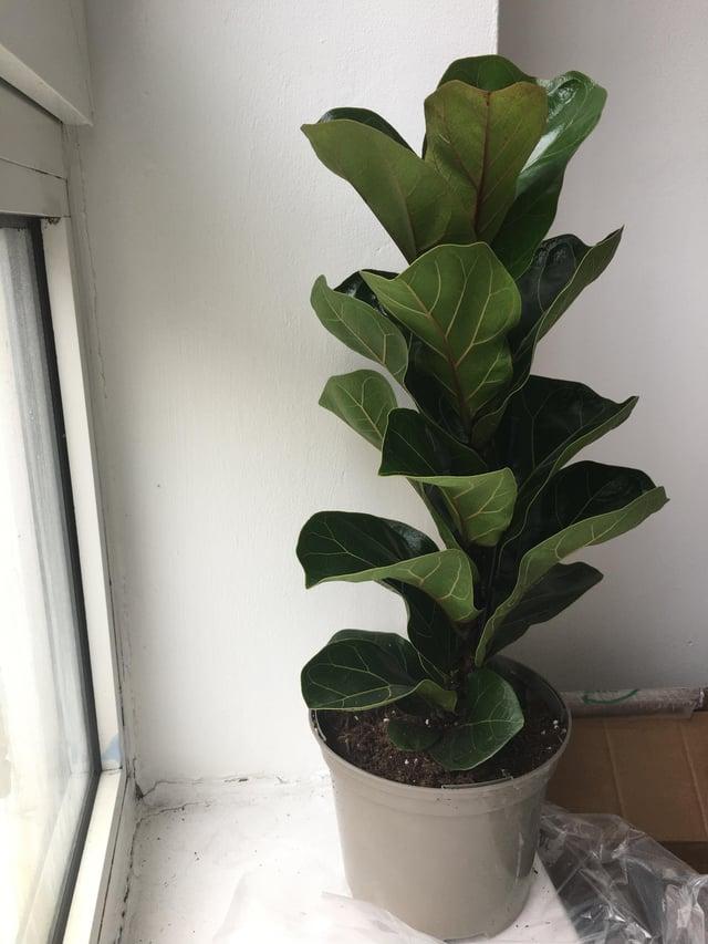 Ficus Lyrata 'bambino' - View 19 from www redcrocus com