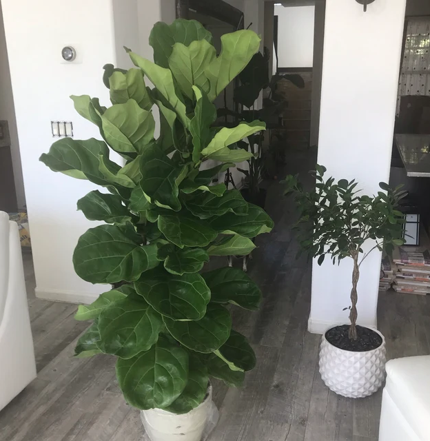 Ficus Lyrata 'bambino' - View 21 from www redcrocus com