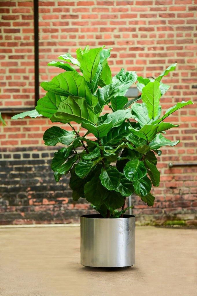 Ficus Lyrata 'bambino' - View 22 from www redcrocus com
