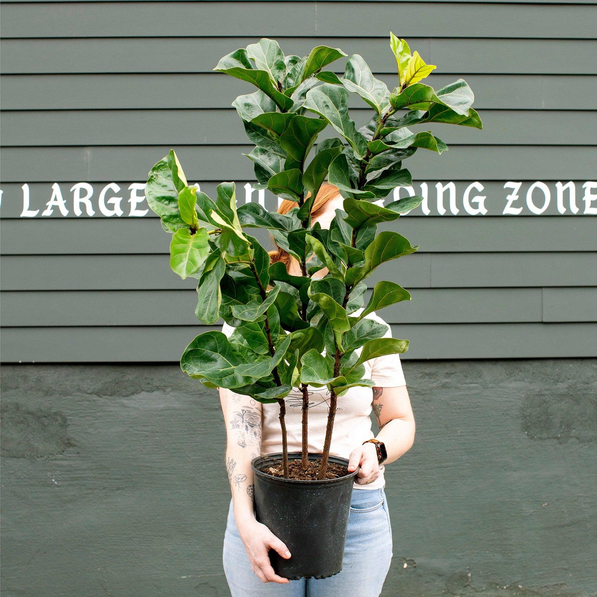 Ficus Lyrata 'bambino' - View 24 from www redcrocus com