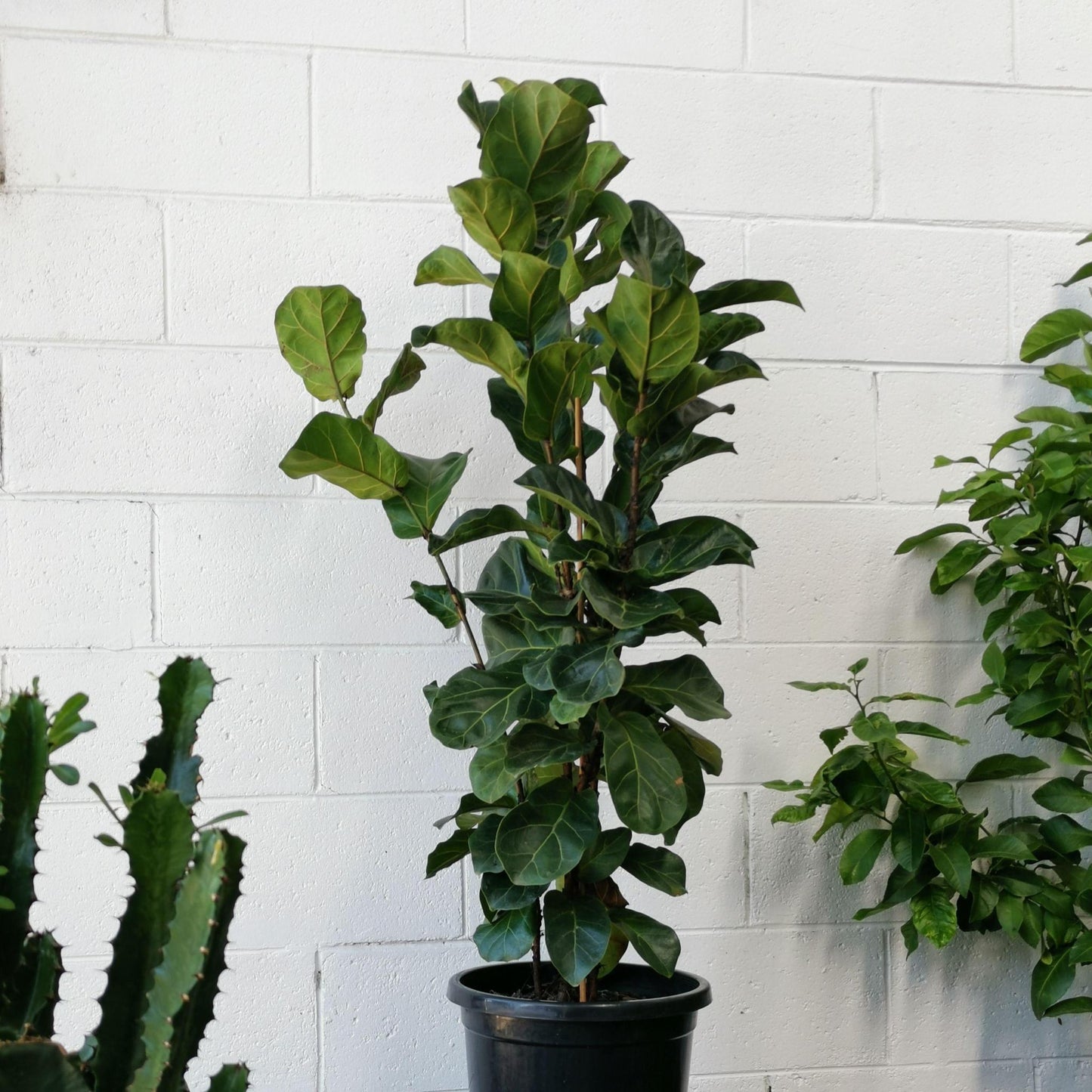 Ficus Lyrata 'bambino' - View 25 from www redcrocus com