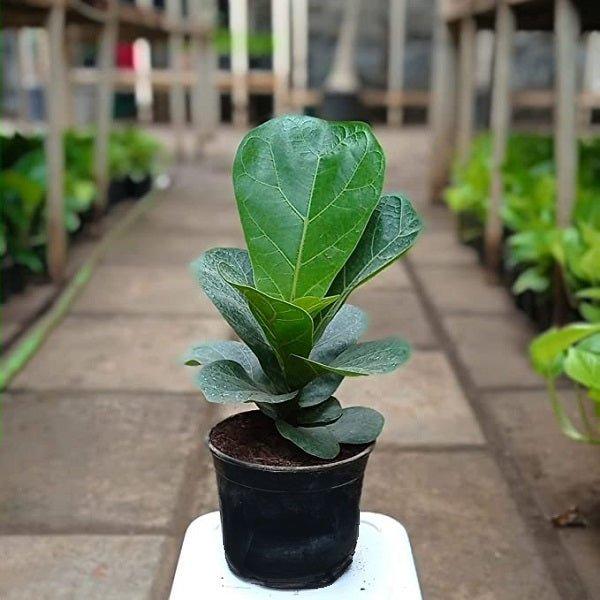 Ficus Lyrata 'bambino' - View 26 from www redcrocus com