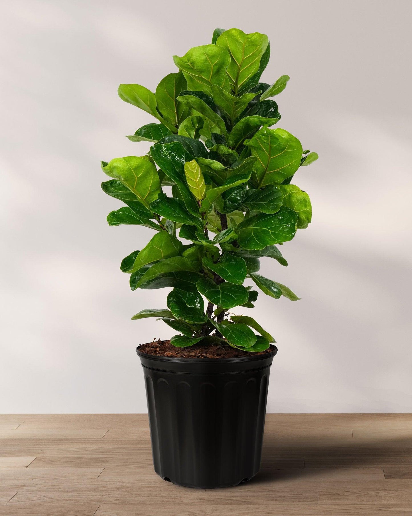 Ficus Lyrata 'bambino' - View 27 from www redcrocus com