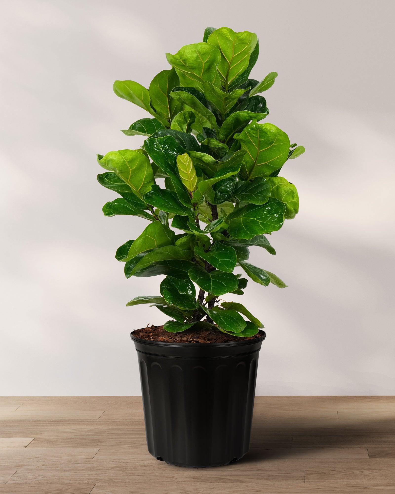 Ficus Lyrata 'bambino' - View 27 from www redcrocus com