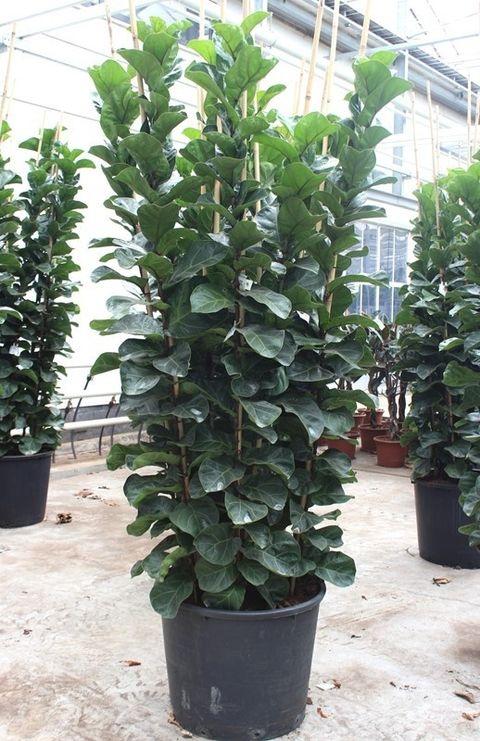 Ficus Lyrata 'bambino' - View 29 from www redcrocus com
