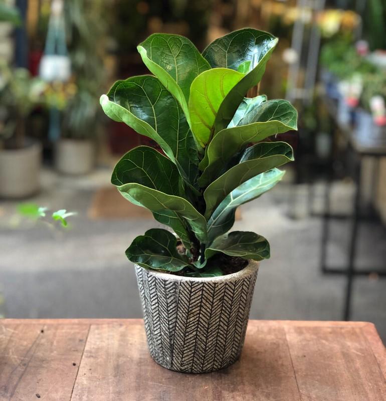 Ficus Lyrata 'bambino' - View 2 from www redcrocus com